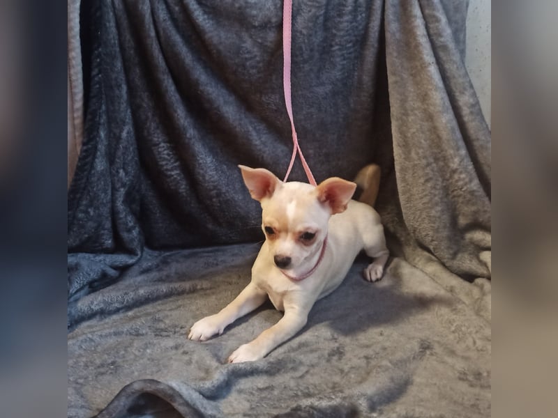 Chihuahua Mädls suchen ein neues zuhause