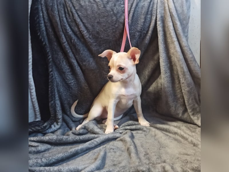 Chihuahua Mädls suchen ein neues zuhause