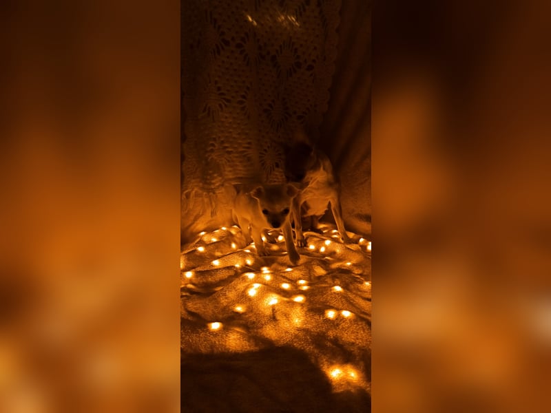 Chihuahua Mädls suchen ein neues zuhause