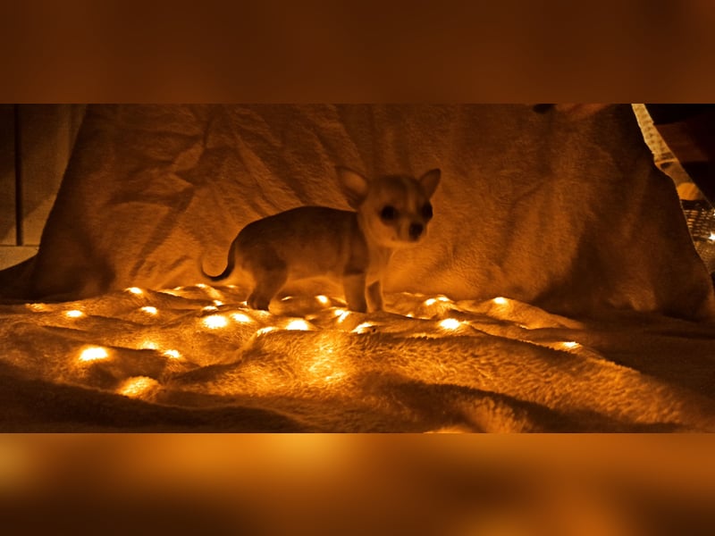 Chihuahua Mädls suchen ein neues zuhause