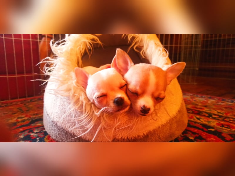 Chihuahua Mädls suchen ein neues zuhause