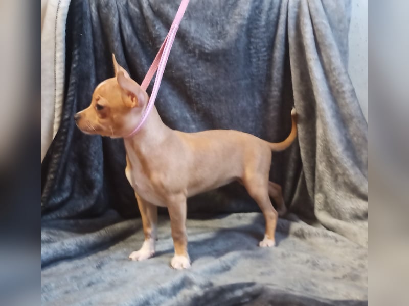 Chihuahua Mädls suchen ein neues zuhause