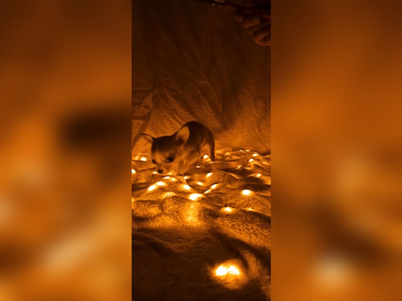Chihuahua Mädls suchen ein neues zuhause