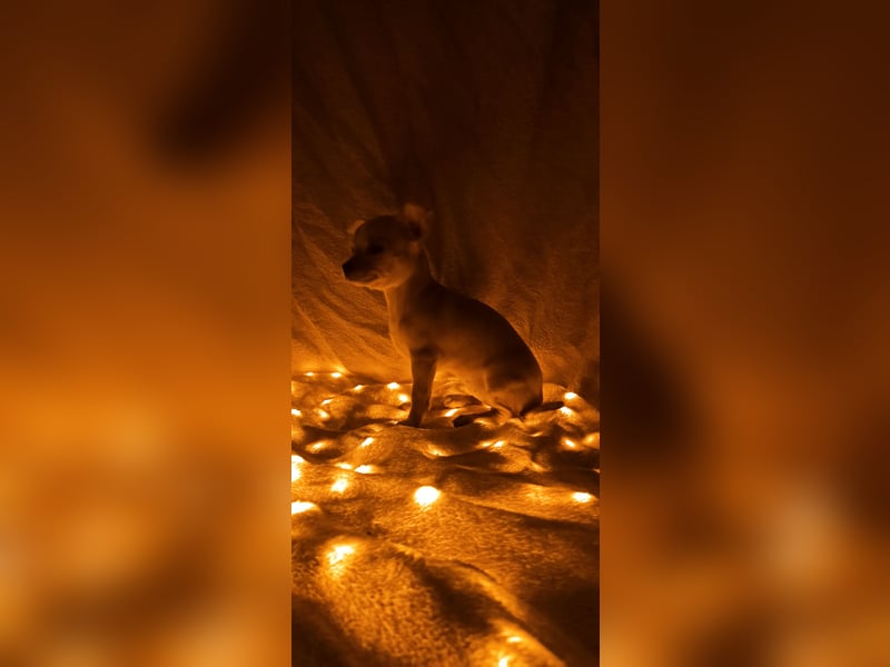 Chihuahua Mädls suchen ein neues zuhause