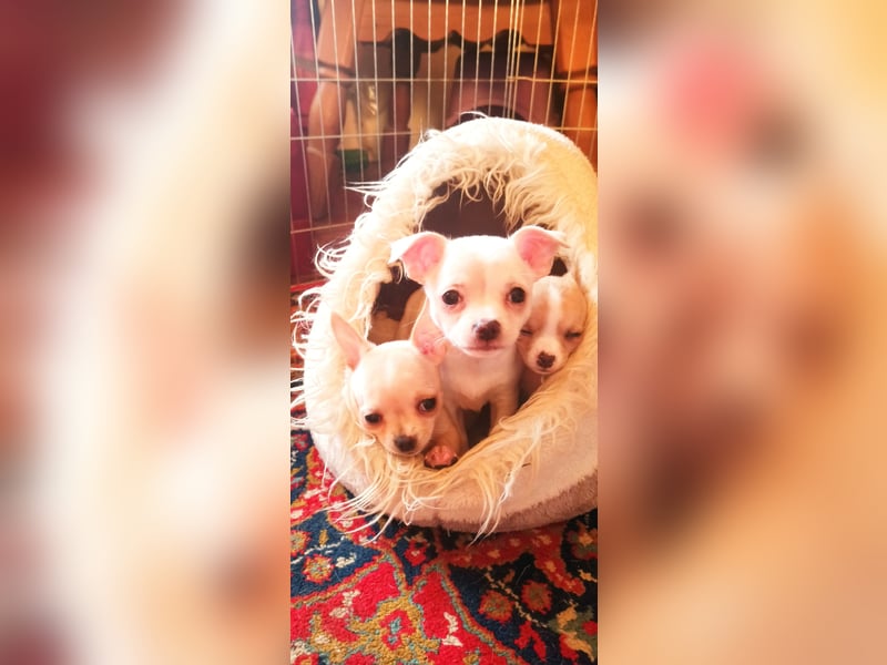 Chihuahua Mädls suchen ein neues zuhause