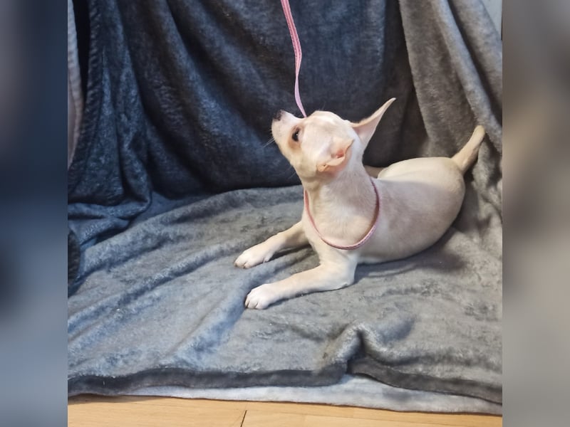Chihuahua Mädls suchen ein neues zuhause