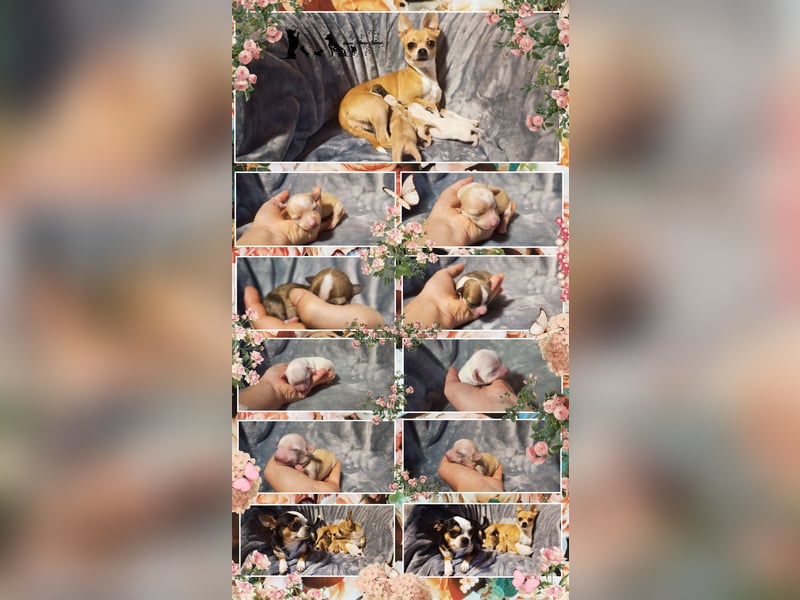 Chihuahua Mädls suchen ein neues zuhause