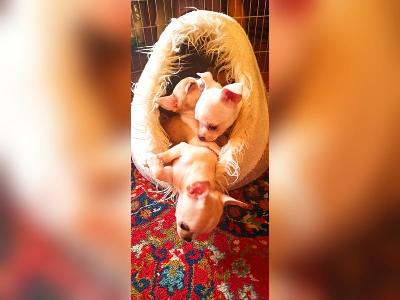 Chihuahua Mädls suchen ein neues zuhause
