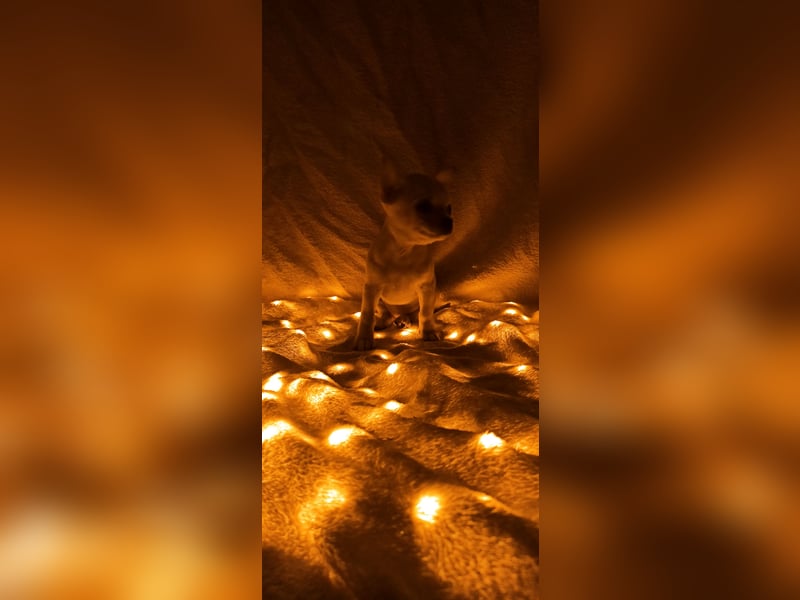 Chihuahua Mädls suchen ein neues zuhause