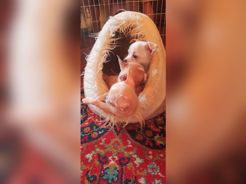 Chihuahua Mädls suchen ein neues zuhause