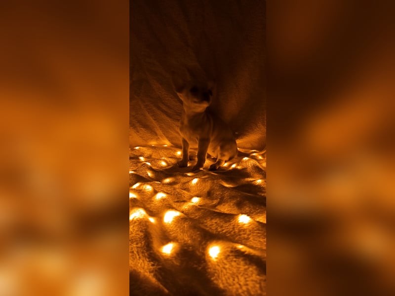 Chihuahua Mädls suchen ein neues zuhause