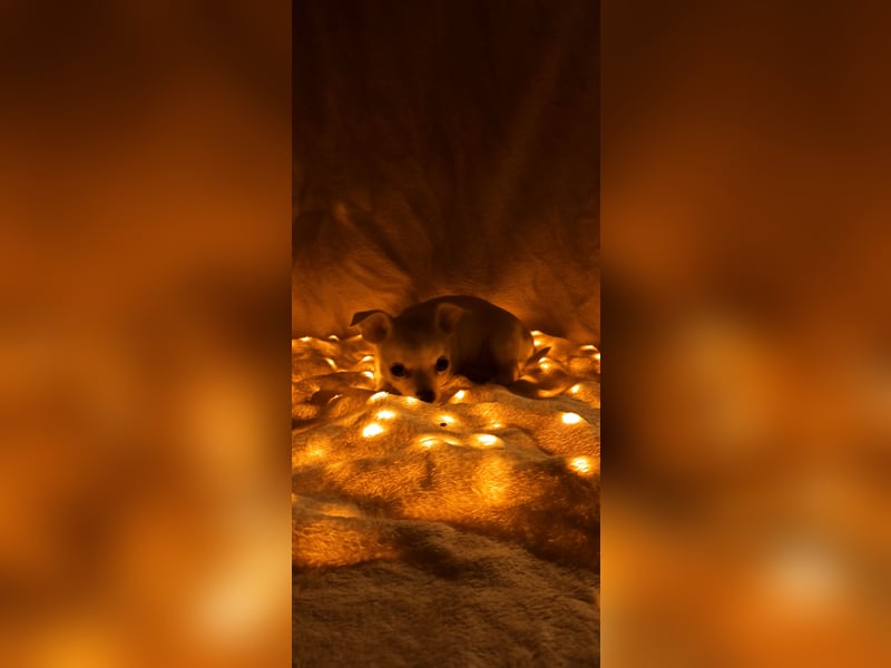 Chihuahua Mädls suchen ein neues zuhause