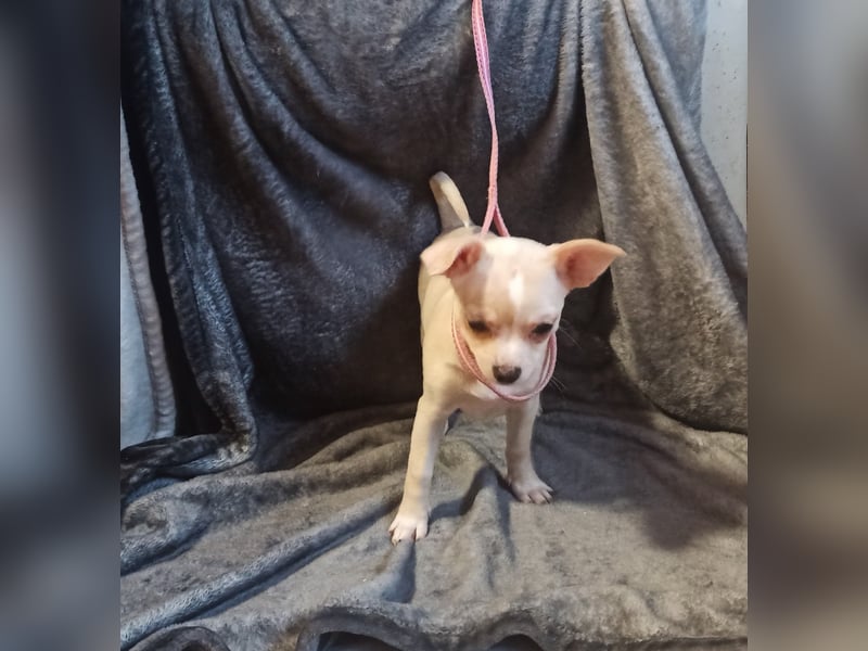 Chihuahua Mädls suchen ein neues zuhause