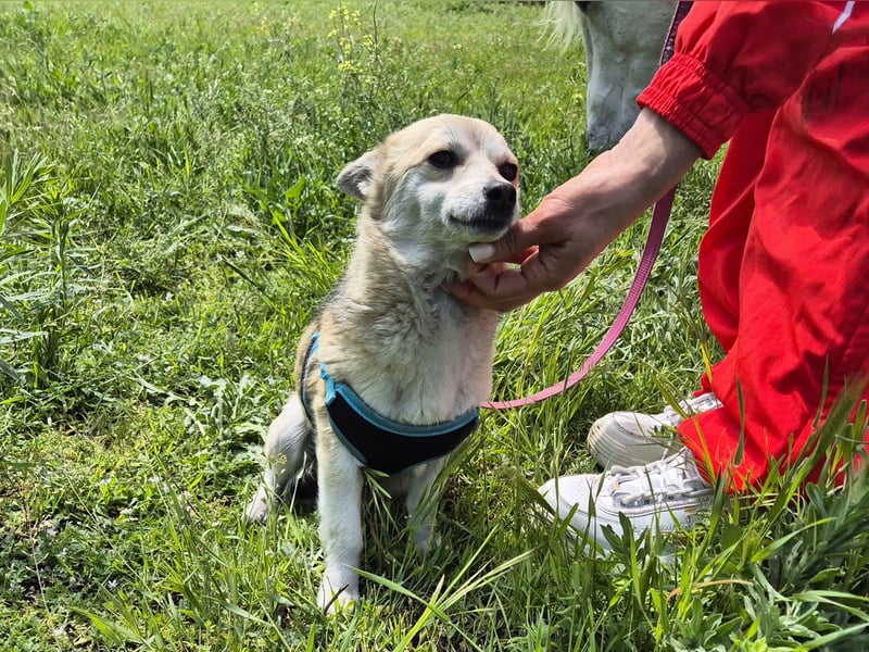 Kleine Ilvy sucht Menschen mit Herz