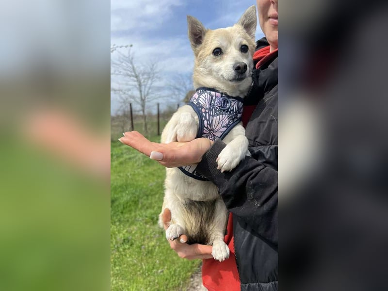 Kleine Ilvy sucht Menschen mit Herz