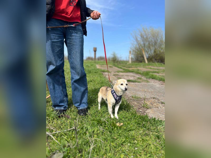 Kleine Ilvy sucht Menschen mit Herz