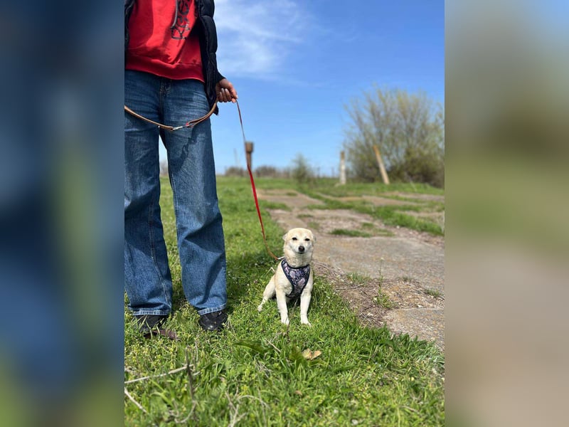 Kleine Ilvy sucht Menschen mit Herz