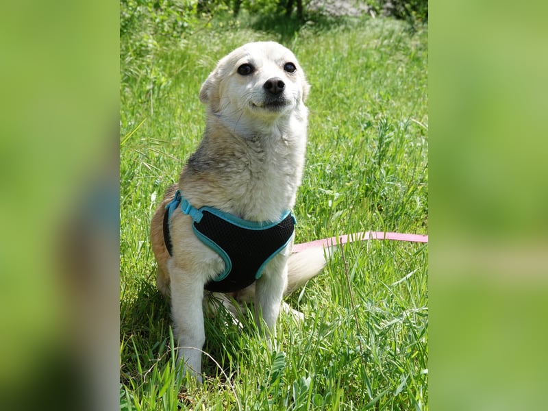 Kleine Ilvy sucht Menschen mit Herz