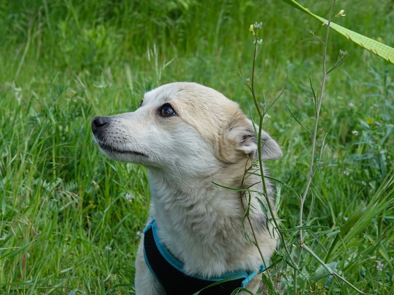 Kleine Ilvy sucht Menschen mit Herz