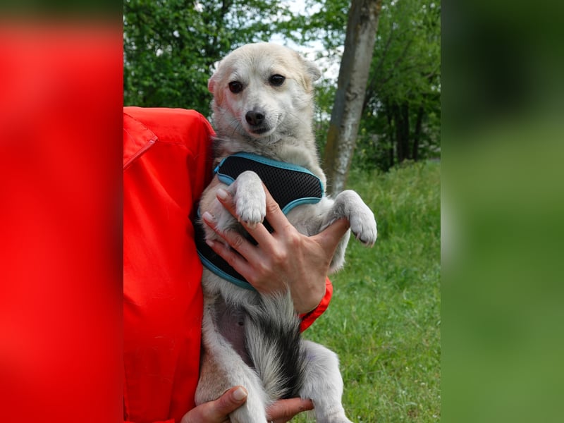 Kleine Ilvy sucht Menschen mit Herz