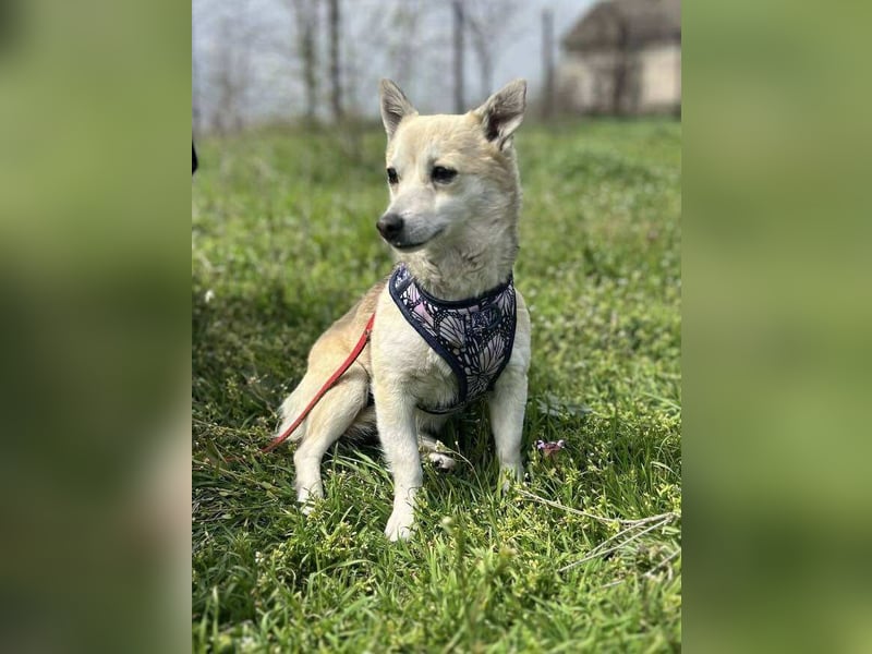 Kleine Ilvy sucht Menschen mit Herz