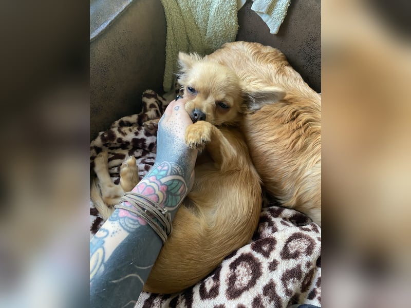Chihuahua langhaarige Welpe  Hündin reinrassig