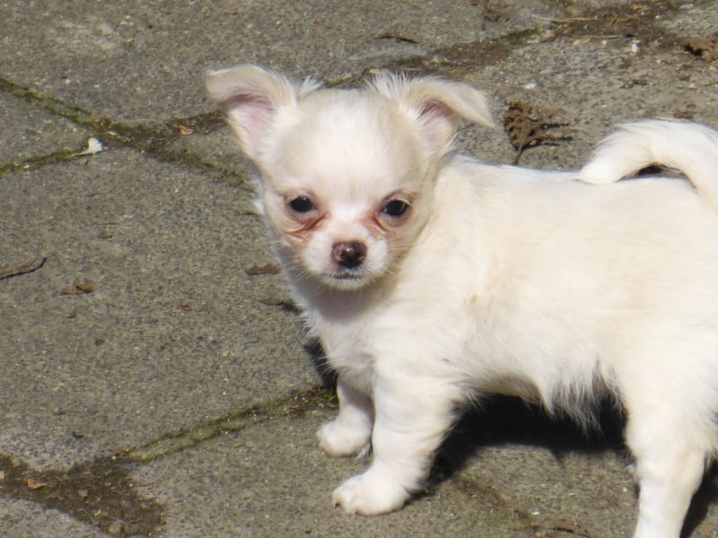 Kleine Dame in creme