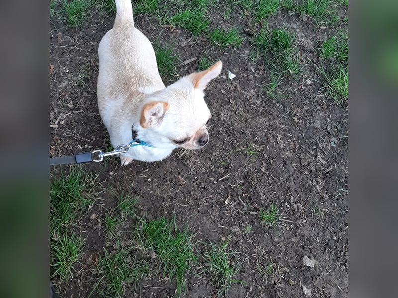 Hallo Verkaufe eine reinrassige Chihuahua Hündin