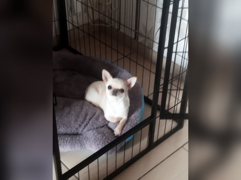 Hallo Verkaufe eine reinrassige Chihuahua Hündin