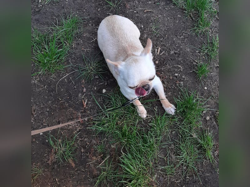 Hallo Verkaufe eine reinrassige Chihuahua Hündin