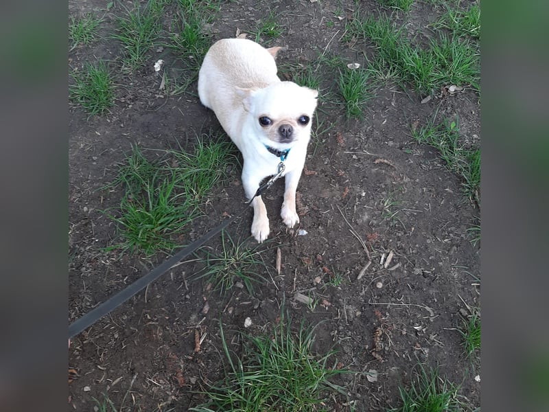 Hallo Verkaufe eine reinrassige Chihuahua Hündin