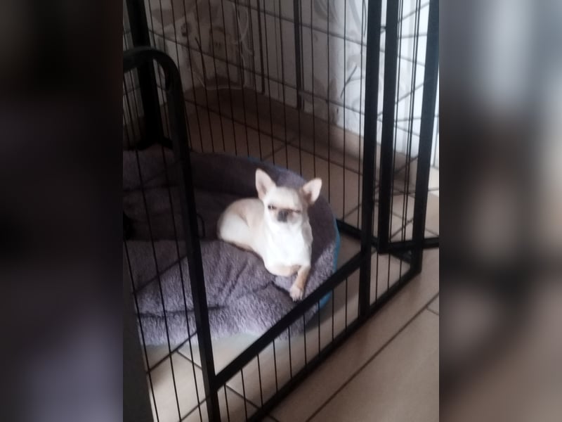 Hallo Verkaufe eine reinrassige Chihuahua Hündin