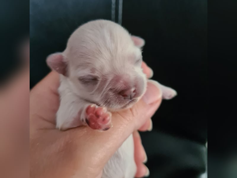 Chihuahua Hündin LH Creme