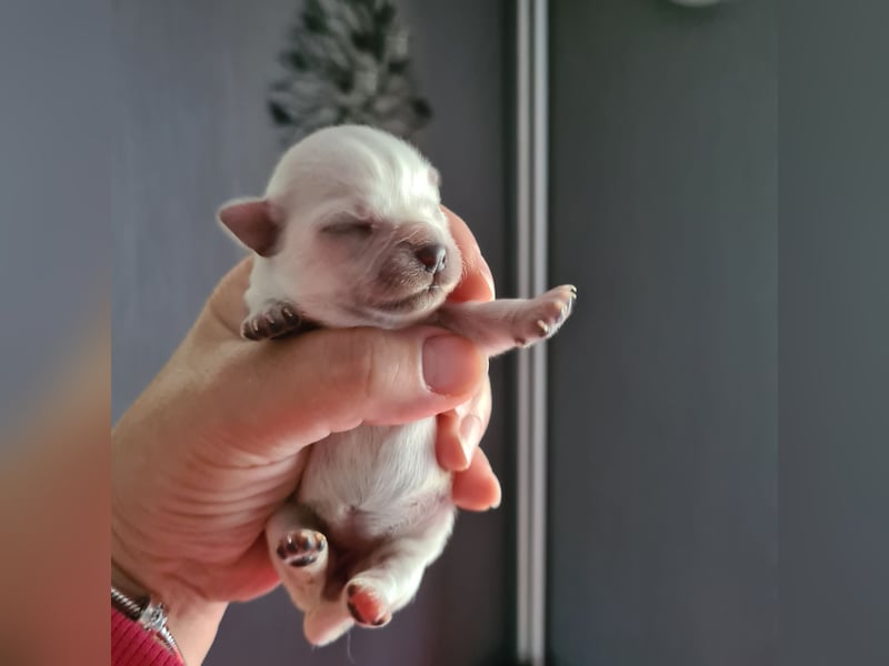 Chihuahua Hündin LH Cremefarben
