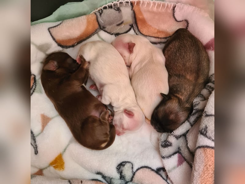 Chihuahua Reinrassig LH Hündin und Rüde