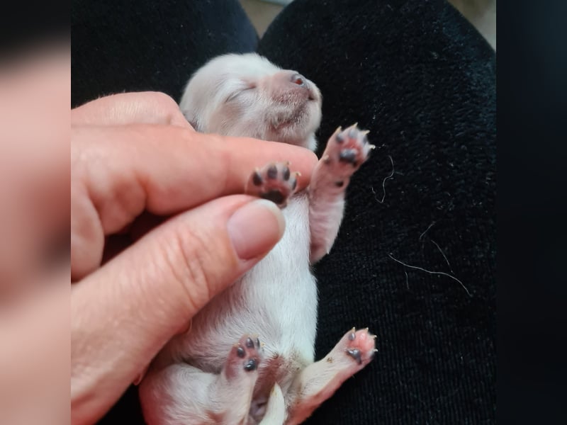 Chihuahua Hündin LH Cremefarben