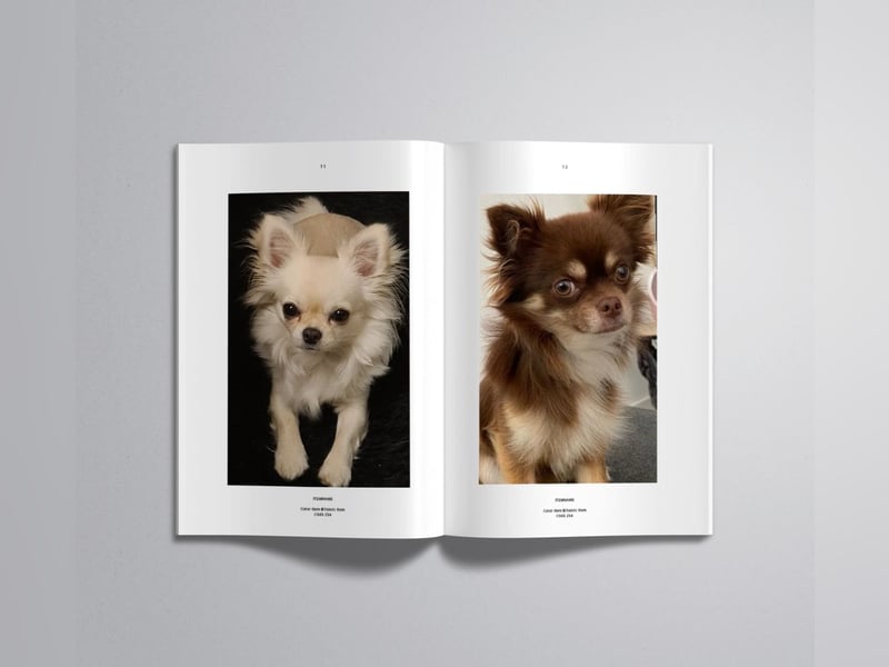 Chihuahua Reinrassig LH Hündin und Rüde