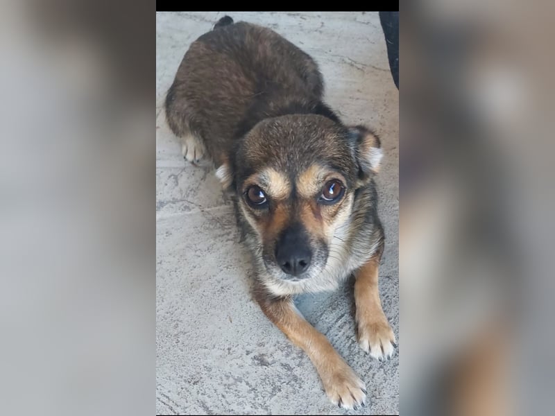 Pixie Chihuahua-Mix zuckersüße Zwerge