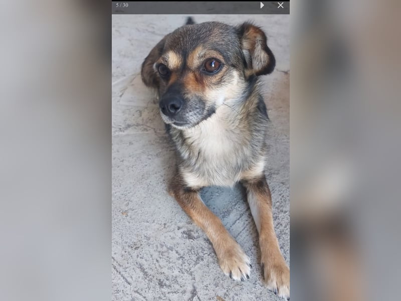 Pixie Chihuahua-Mix zuckersüße Zwerge