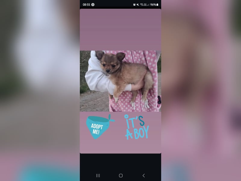 Chihuahua Welpen
