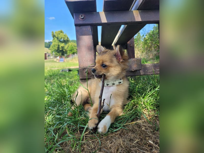 Chihuahua Welpen