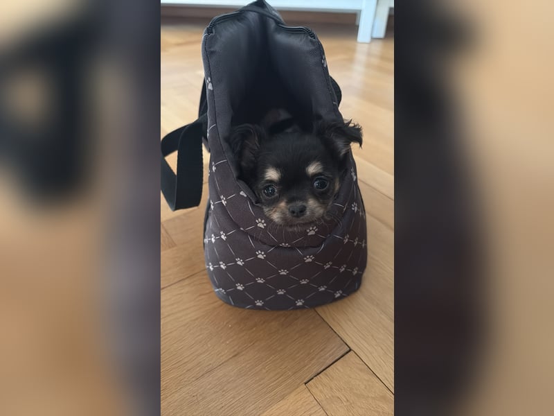 Yorkshi Welpe zuckersüß