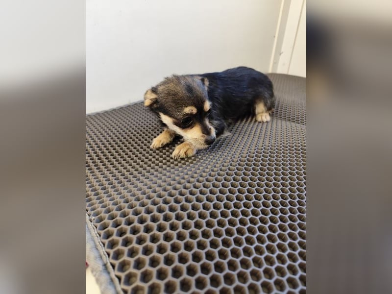 Welpe ALINA - die verspielte und verschmuste kleine Maus träumt von einem eigenen Zuhause