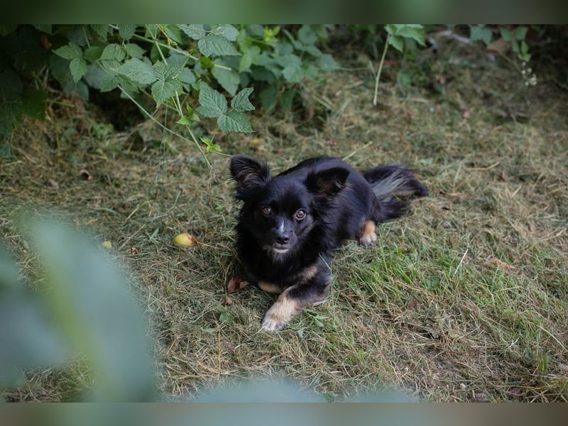 KIKI - wer möchte mit der kleinen Maus knuddeln, spielen, lernen und ihr ein Zuhause schenken??
