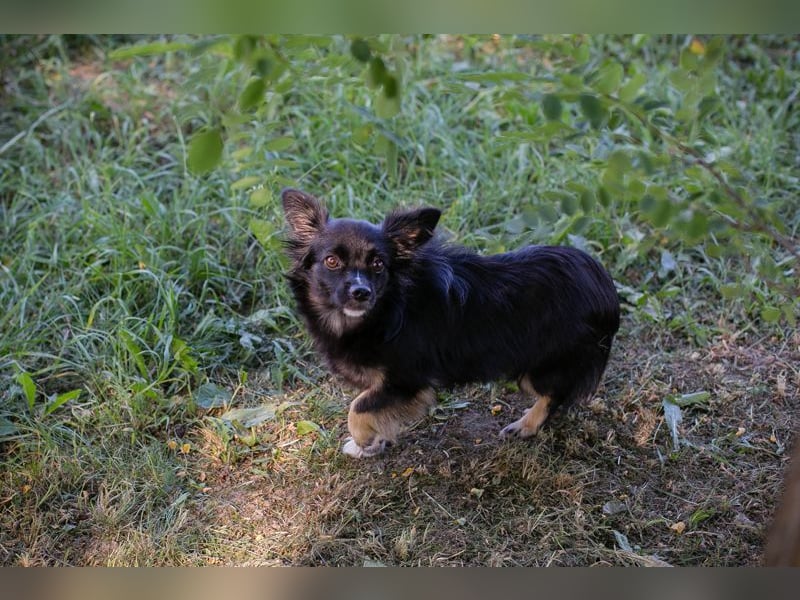 KIKI - wer möchte mit der kleinen Maus knuddeln, spielen, lernen und ihr ein Zuhause schenken??