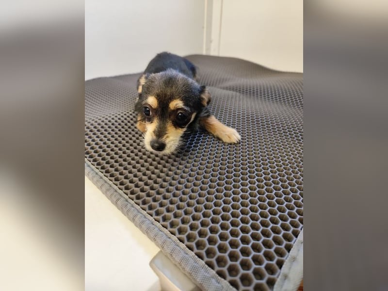 Welpe ALINA - die verspielte und verschmuste kleine Maus träumt von einem eigenen Zuhause