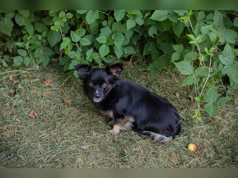 KIKI - wer möchte mit der kleinen Maus knuddeln, spielen, lernen und ihr ein Zuhause schenken??