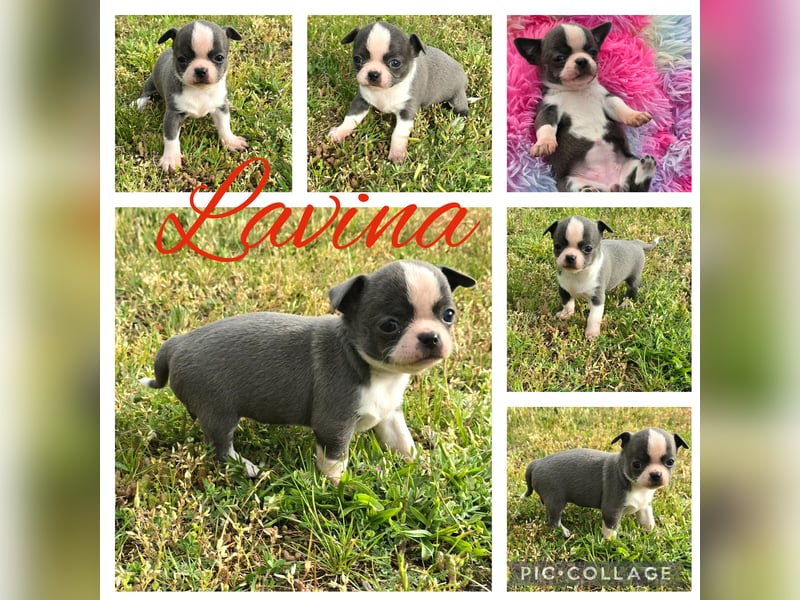 5 Chihuahua Hündinnen suchen ab Juni ein heim
