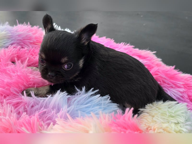 5 Chihuahua Hündinnen suchen ab Juni ein heim