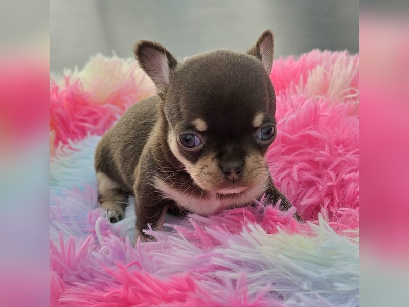 5 Chihuahua Hündinnen suchen ab Juni ein heim